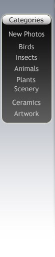 Categories